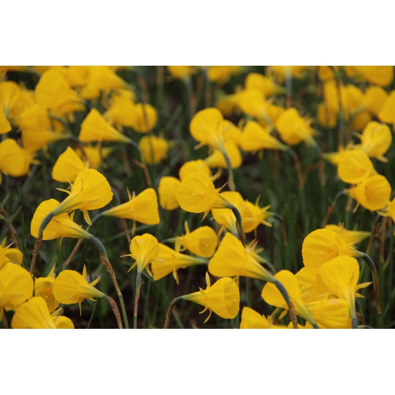 Narcissus bulbocodium 'Oxford Gold' Narcissus bulbocodium 'Oxford Gold'