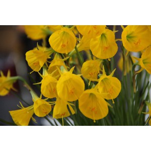 Narcissus bulbocodium 'Oxford Gold'