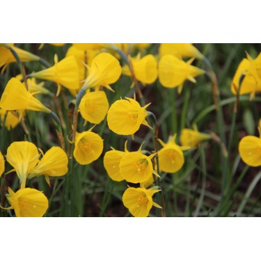 Narcissus bulbocodium 'Oxford Gold' Narcissus bulbocodium 'Oxford Gold'