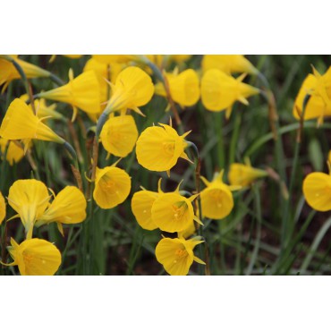 Narcissus bulbocodium 'Oxford Gold'