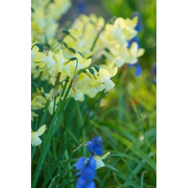 Narcissus 'Moonlight Sensation' Narcissus 'Moonlight Sensation'