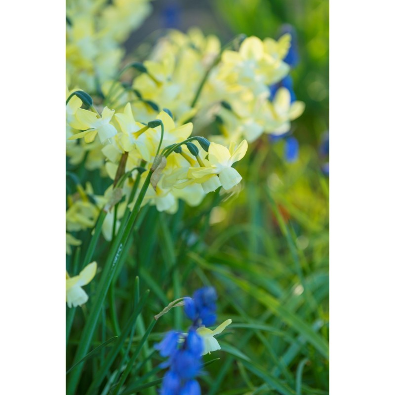 Narcissus 'Moonlight Sensation' Narcissus 'Moonlight Sensation'