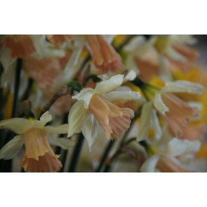 Narcissus 'Rosy Trumpet'