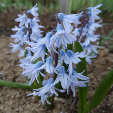 Puschkinia scilloides 'Sky Vision'