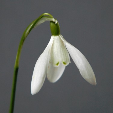 Galanthus 'Gloucester Old Spot'