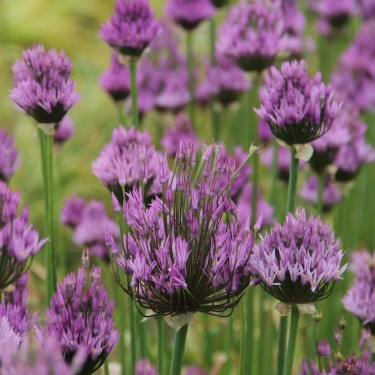 Allium lipskyanum