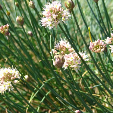 Allium moschatum Allium moschatum