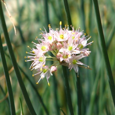Allium moschatum Allium moschatum