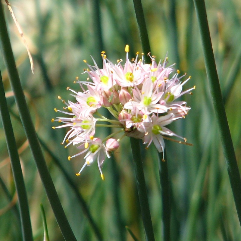 Allium moschatum Allium moschatum
