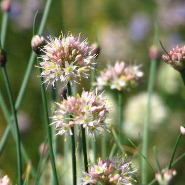 Allium moschatum