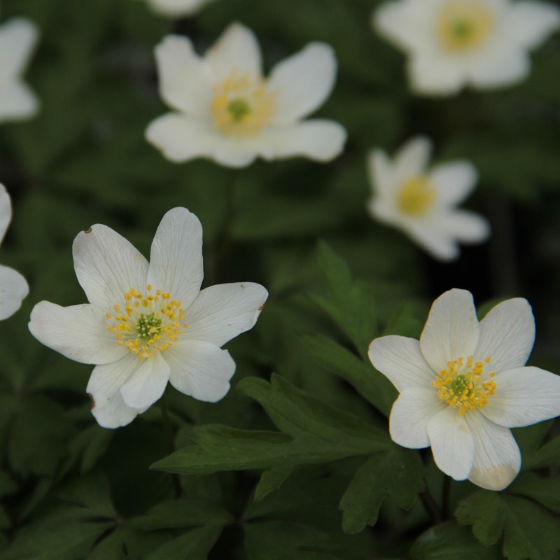 Anemone nemorosa 'Lychette' Anemone nemorosa 'Lychette'