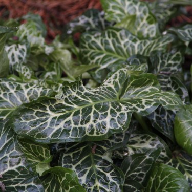 Arum italicum 'Marmoratum'