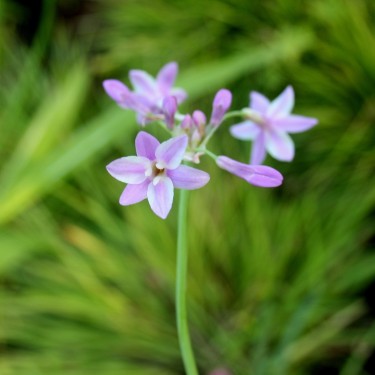 Tulbaghia 'Seren'