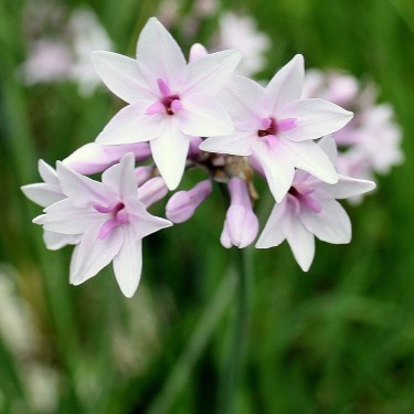 Tulbaghia 'Purple Eye'