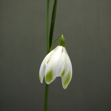 Galanthus 'Doncaster's Double Charmer'