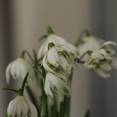 Galanthus 'Octopussy'