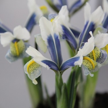 Iris reticulata 'Sea Breeze'