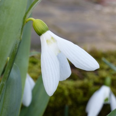 Galanthus 'Yashmak'