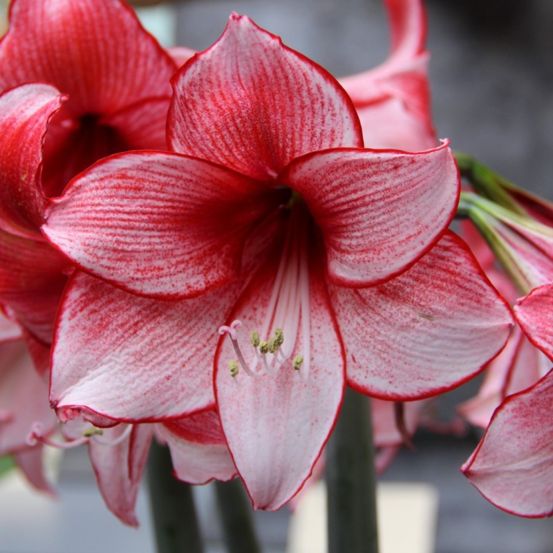 Hippeastrum 'Charisma' Hippeastrum 'Charisma'