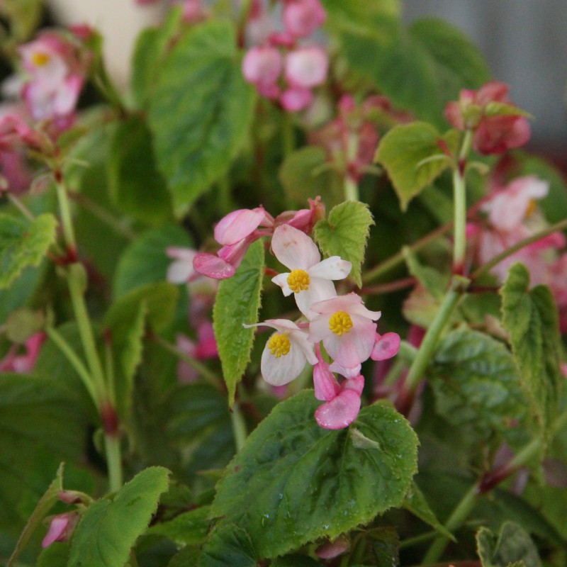 Begonia grandis subsp. sinensis Begonia grandis subsp. sinensis