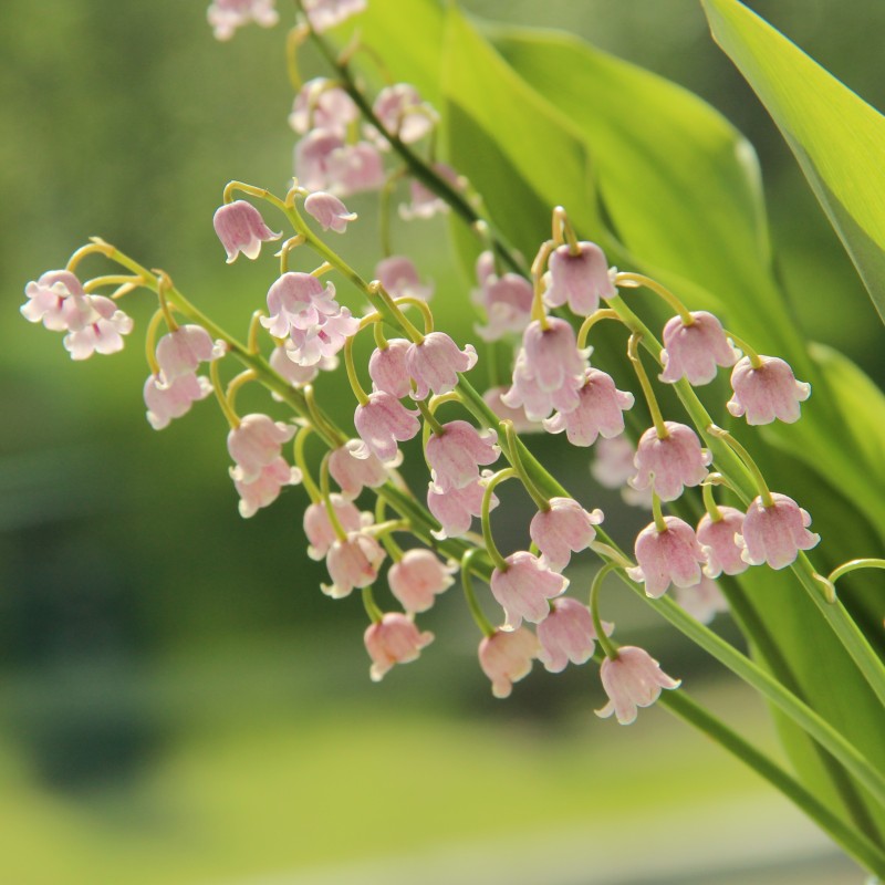 Convallaria majalis 'Rosea' Convallaria majalis 'Rosea'