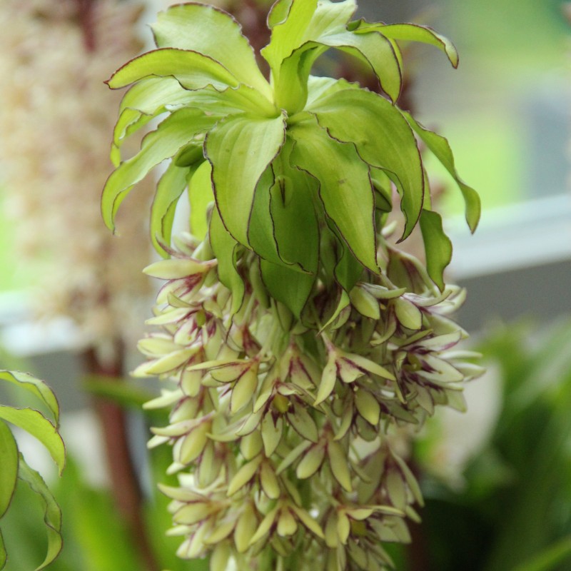Eucomis bicolor