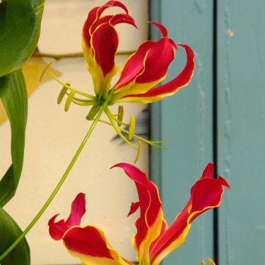 Gloriosa 'Rothschildiana'