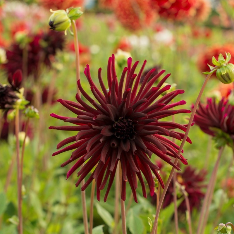Dahlia 'Nuit d'Été'