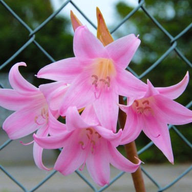 Amaryllis belladonna