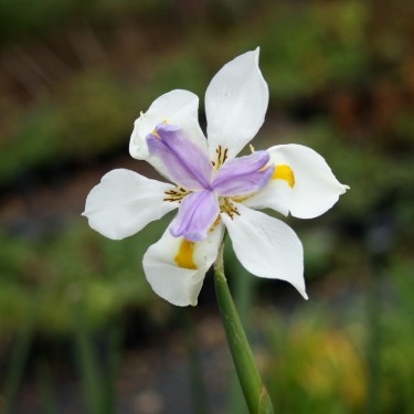 Dietes grandiflora