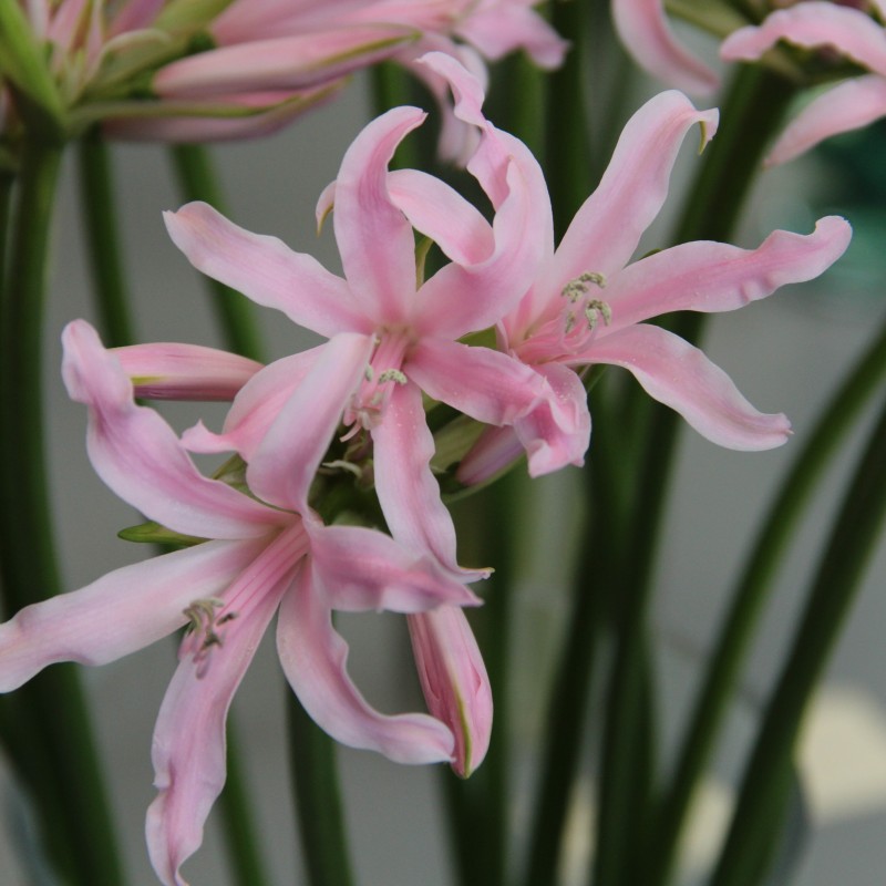 Amarine Belladiva 'Emanuelle' Amarine Belladiva 'Emanuelle'