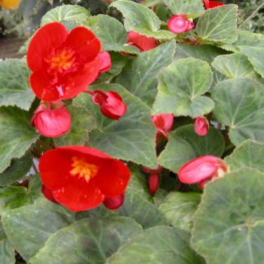 Begonia multiflora 'Flamboyant' Begonia multiflora 'Flamboyant'