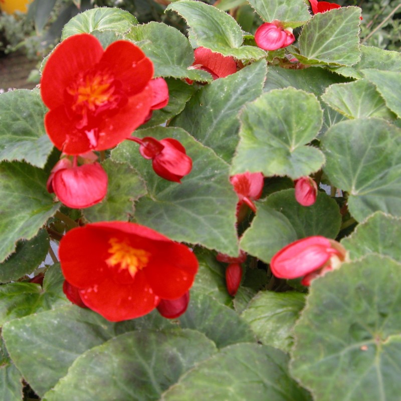 Begonia multiflora 'Flamboyant' Begonia multiflora 'Flamboyant'