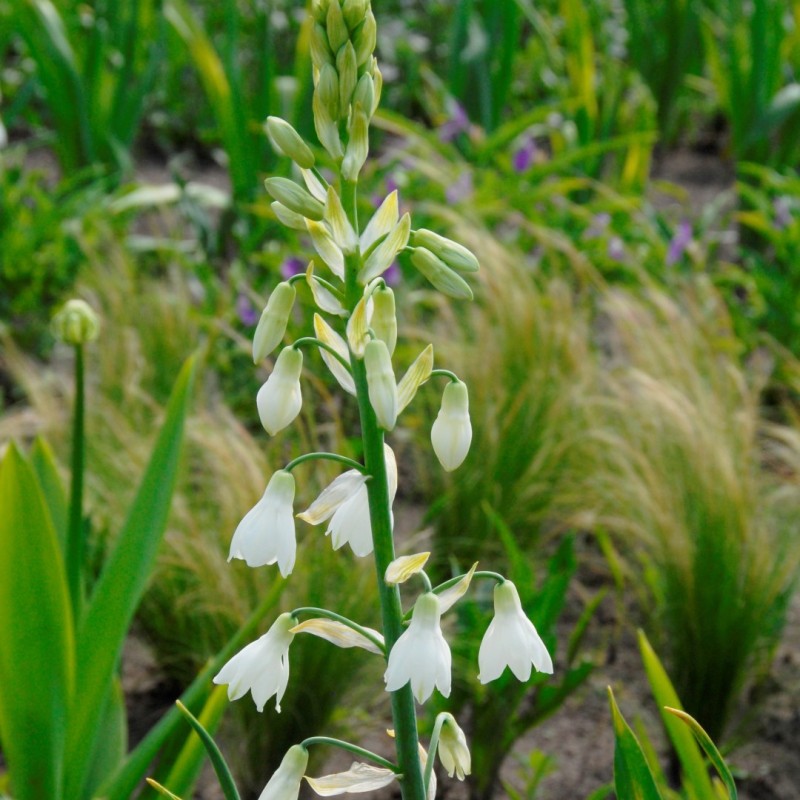 Galtonia candicans Galtonia candicans