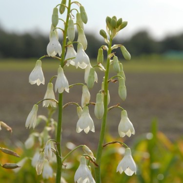 Galtonia candicans Galtonia candicans