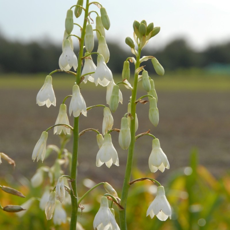 Galtonia candicans Galtonia candicans