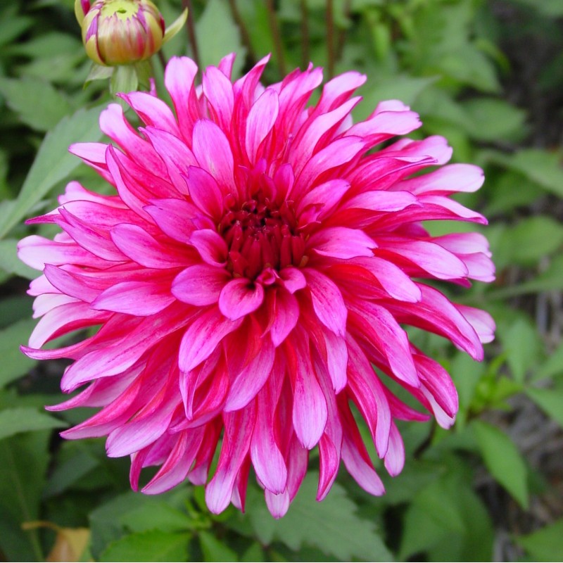 Dahlia 'Gallery Art Nouveau' ® Dahlia 'Gallery Art Nouveau' ®