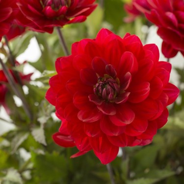 Dahlia 'Karma Amora' ®