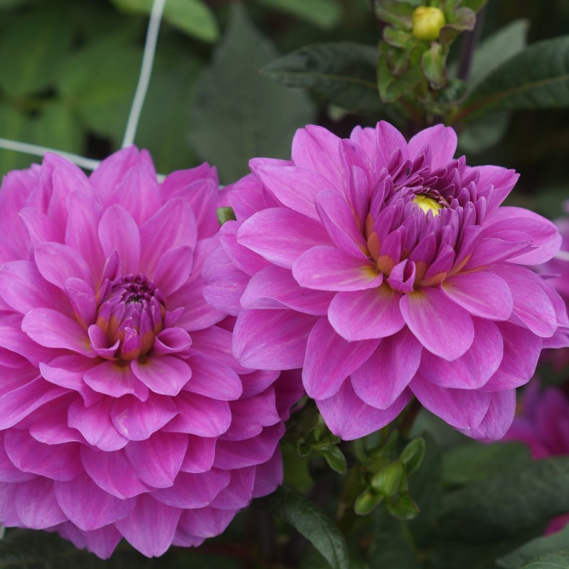 Dahlia 'Karma Lagoon' ®