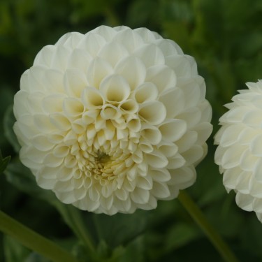 Dahlia 'White Aster'
