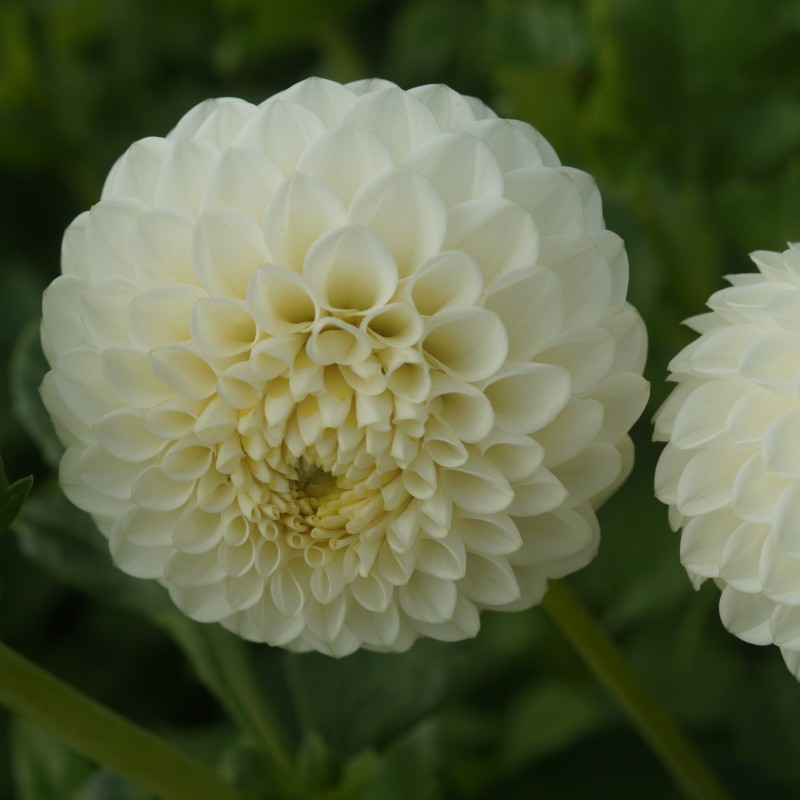 Dahlia 'White Aster'