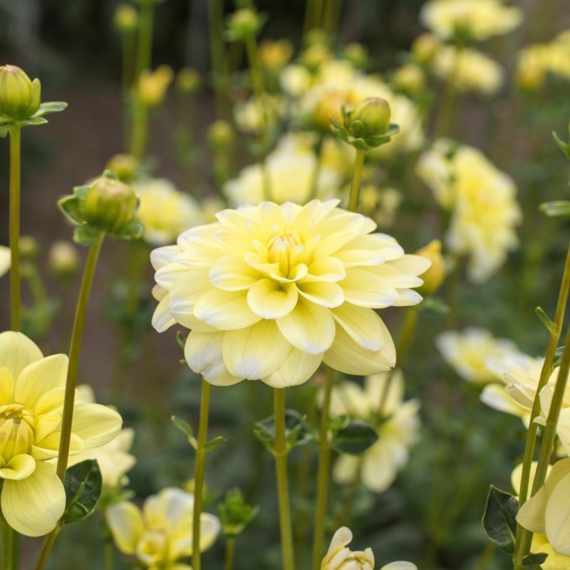 Dahlia 'Yellow Perception' Dahlia 'Yellow Perception'