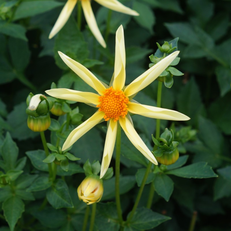 Dahlia 'Honka' Dahlia 'Honka'