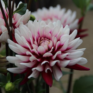 Dahlia 'Rebecca's World´