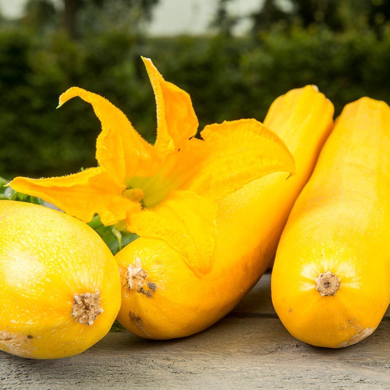 Courgette, Curcubita pepo 'Ola Gabriella F1' -zaden- Courgette, Curcubita pepo 'Ola Gabriella F1' -zaden-