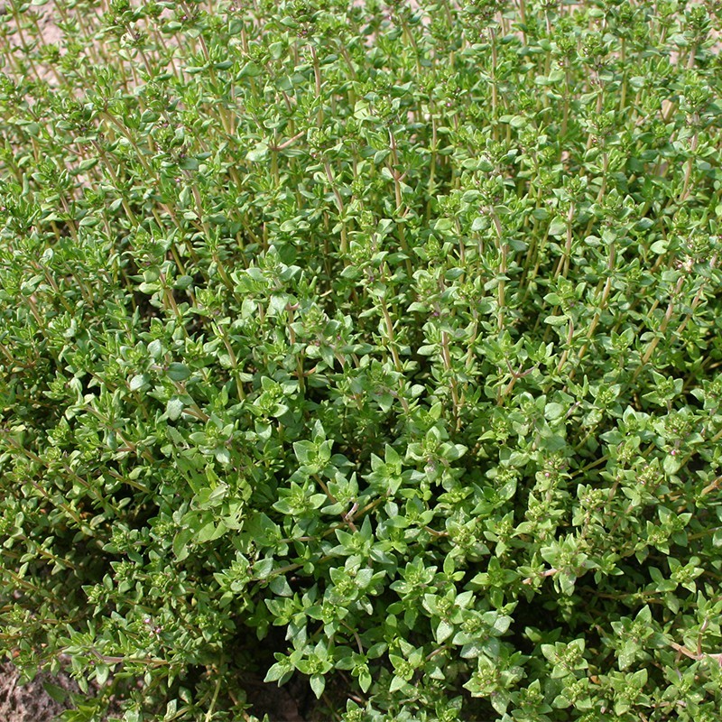 Tijm, Thymus vulgaris 'Duitse Winter' -zaden- Tijm, Thymus vulgaris 'Duitse Winter' -zaden-