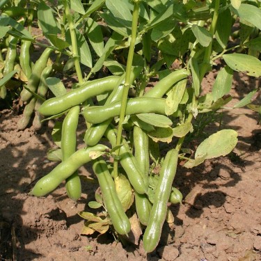 Tuinboon, Vicia faba 'Ratio' -zaden-