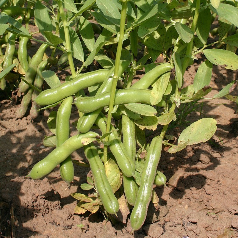Tuinboon, Vicia faba 'Ratio' -zaden- Tuinboon, Vicia faba 'Ratio' -zaden-