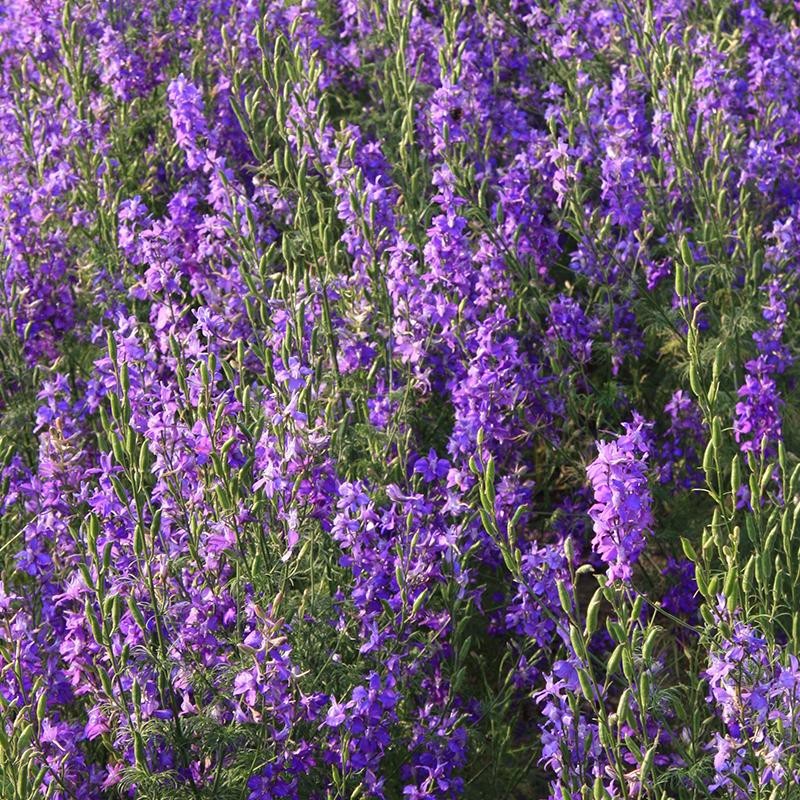 Tuinridderspoor, Consolida ajacis -zaden-