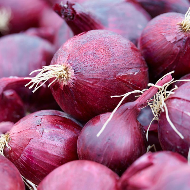 Ui, Allium cepa 'Red Baron' -zaden- Ui, Allium cepa 'Red Baron' -zaden-